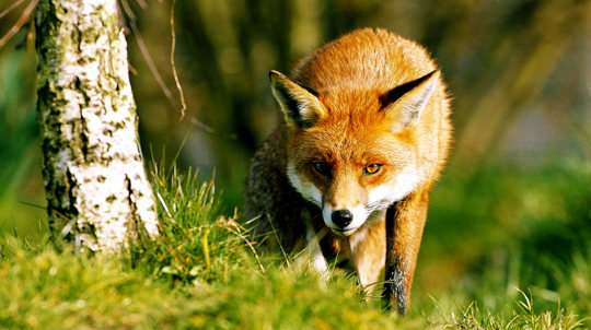 Fox stalking