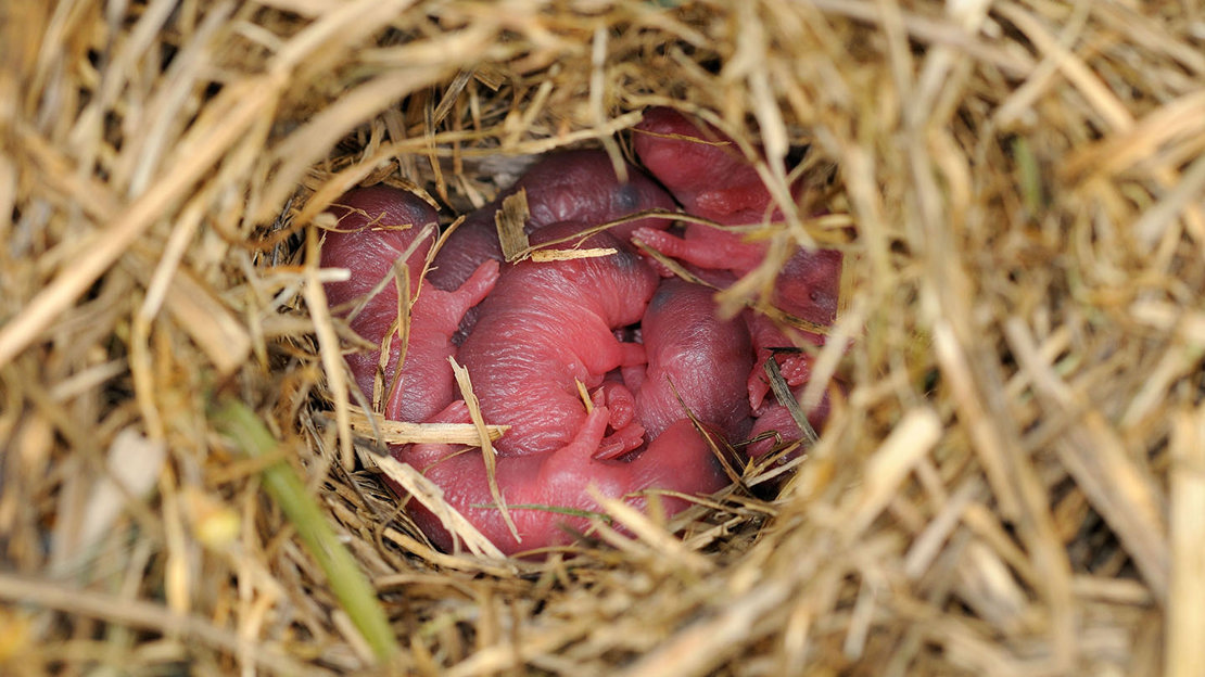 New born mice in nest
