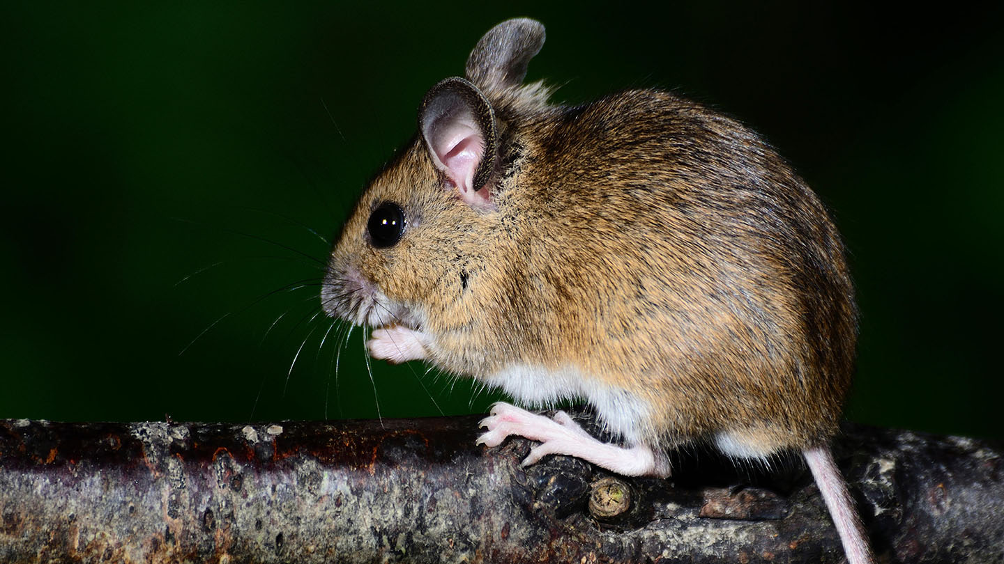 House Mouse Or Field Mouse? Types Of Mice - Woodland Trust