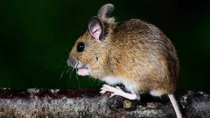 Female wood mouse on branch
