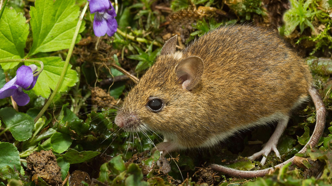 Mouse in woodland hedge