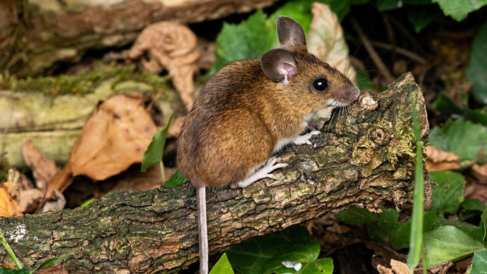 Wood mouse on trunk