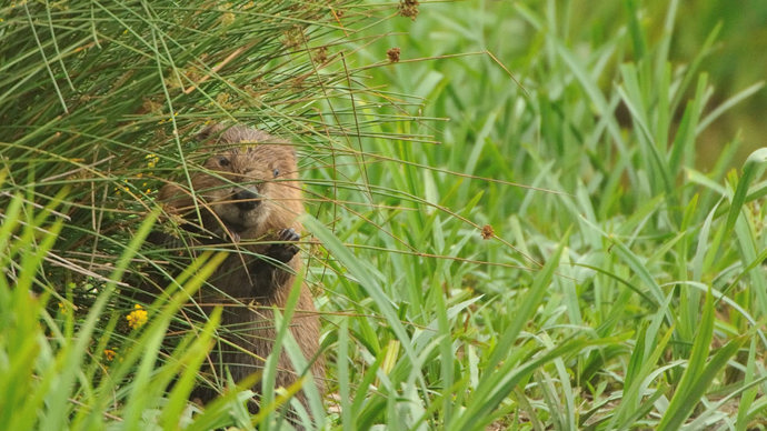 Eurasian beaver hiding in grass