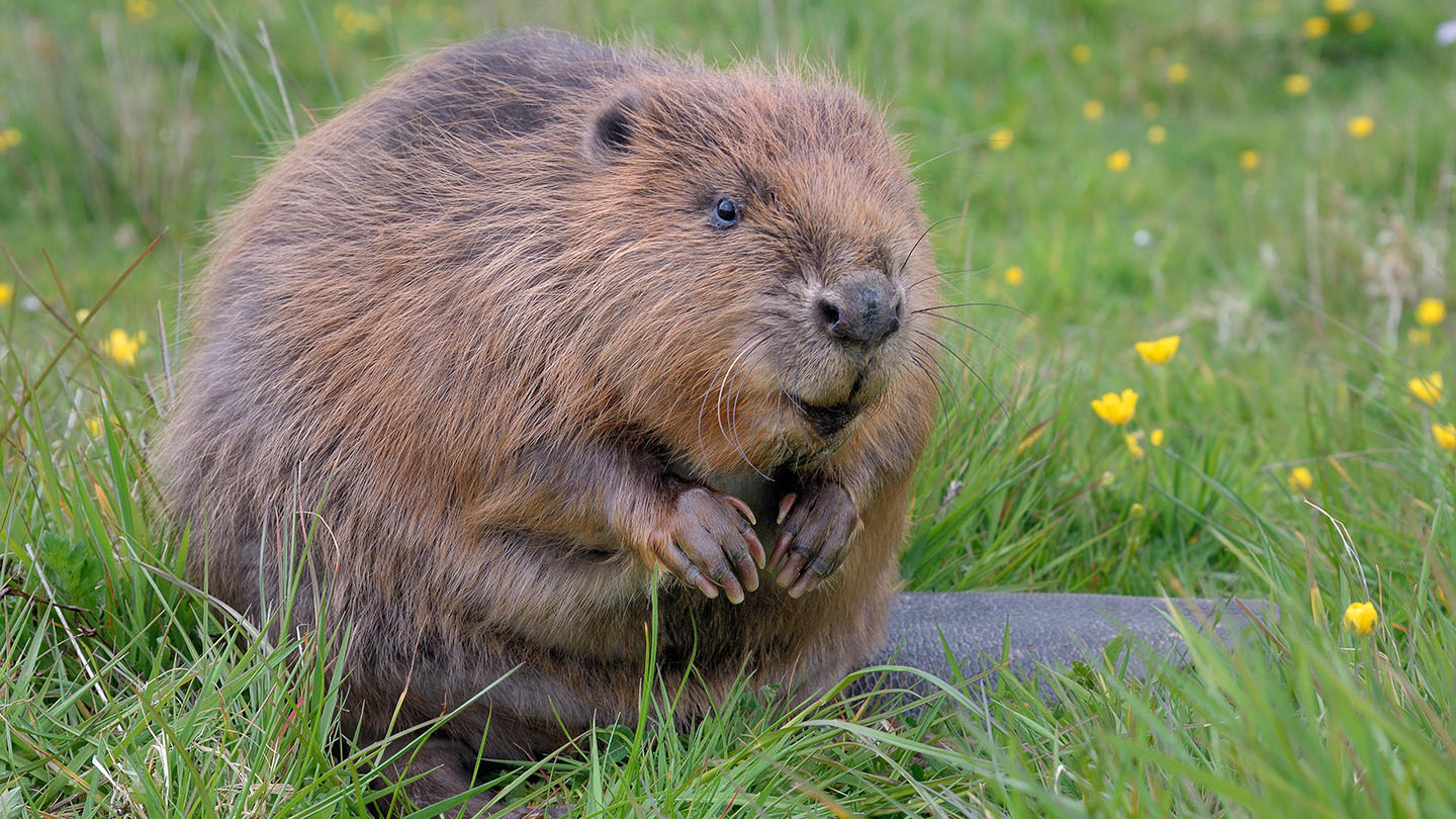 Beaver (Castor Fiber) - British Mammals - Woodland Trust