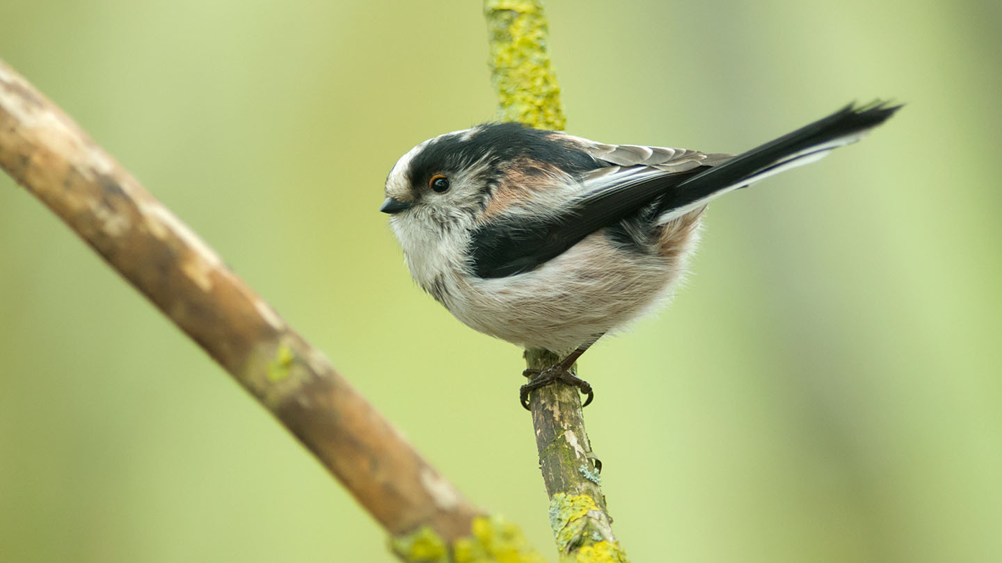 Long-Tailed Tit (Aegithalos caudatus) - Woodland Trust