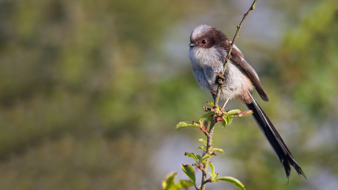 Juvenile long-tailed tit