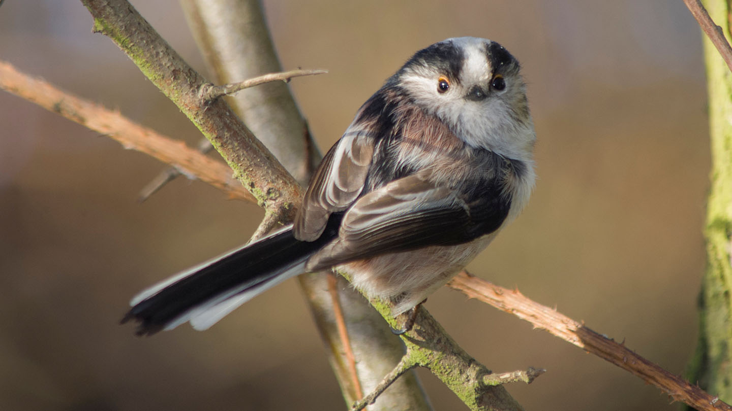 Long-Tailed Tit (Aegithalos caudatus) - Woodland Trust