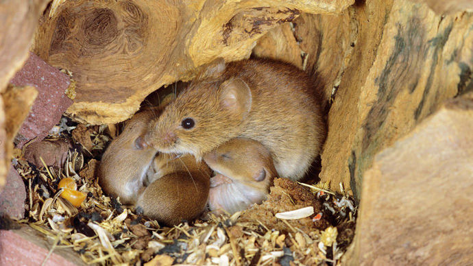 Bank vole with babies