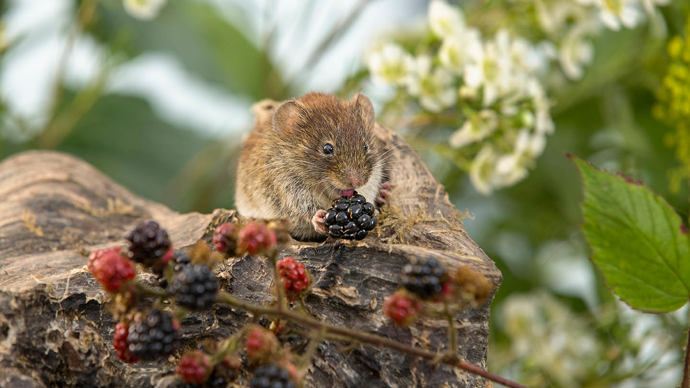 Bank vole feeding on a blackberry (Rubus fruticosus)