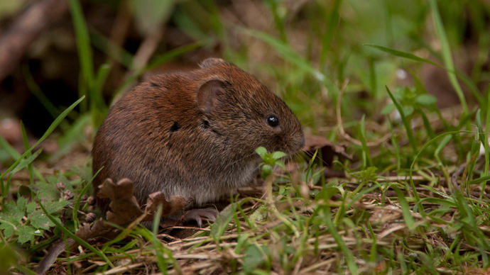 Bank vole on grass
