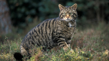 Scottish wildcat standing in front of trees Scottish wildcat standing in front of trees
