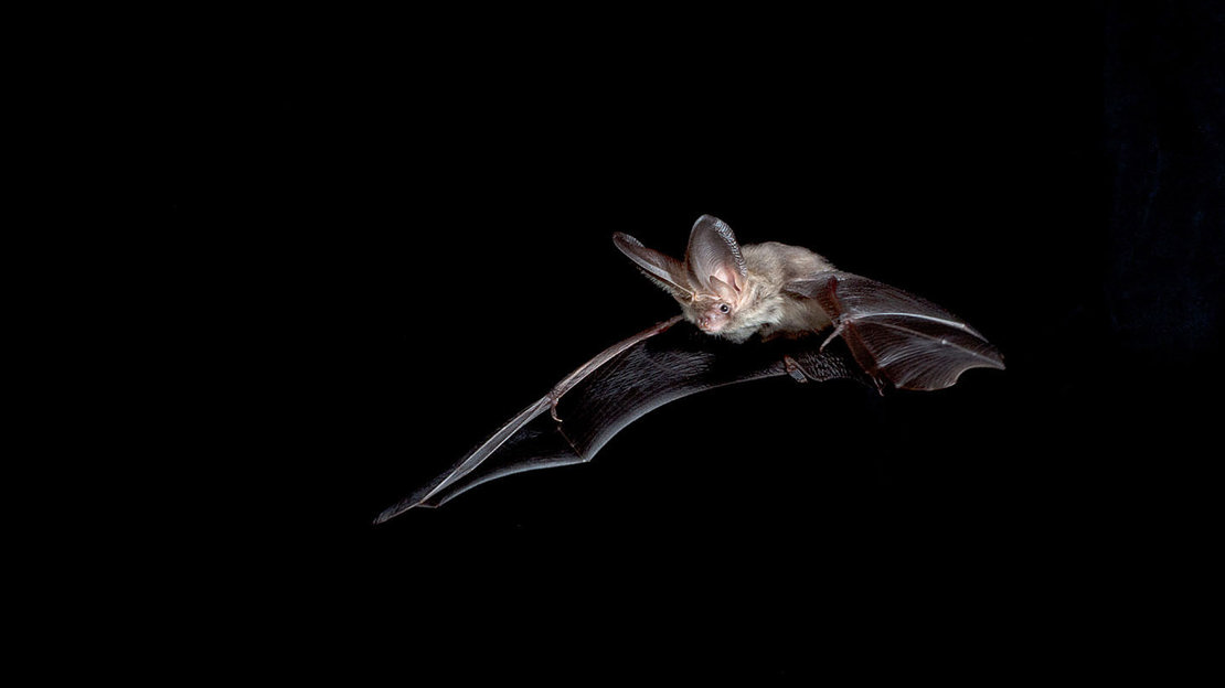 Brown long-eared bat in flight at night