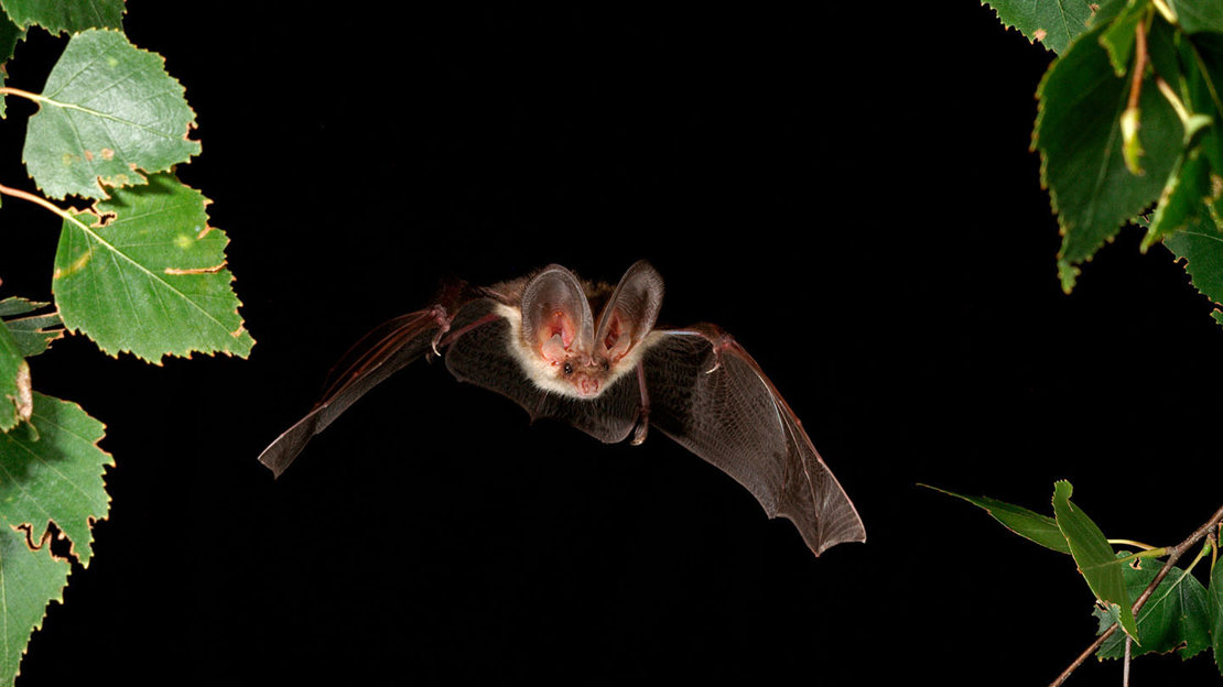 Brown long-eared bat flying between leaves at night