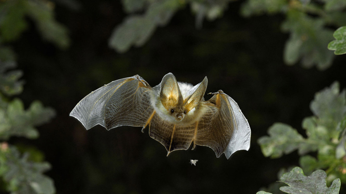Brown long-eared bat in flight at night