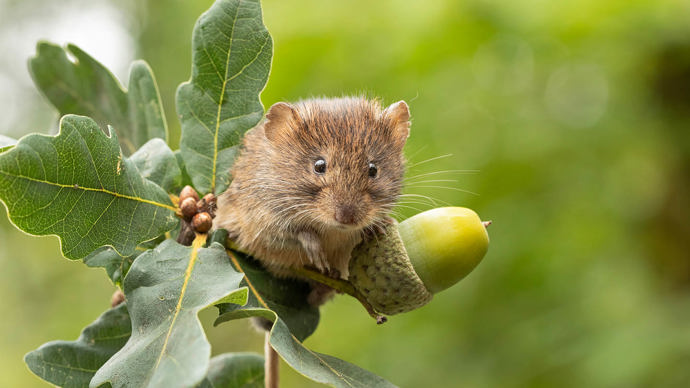 Bank vole sitting on English oak acorn
