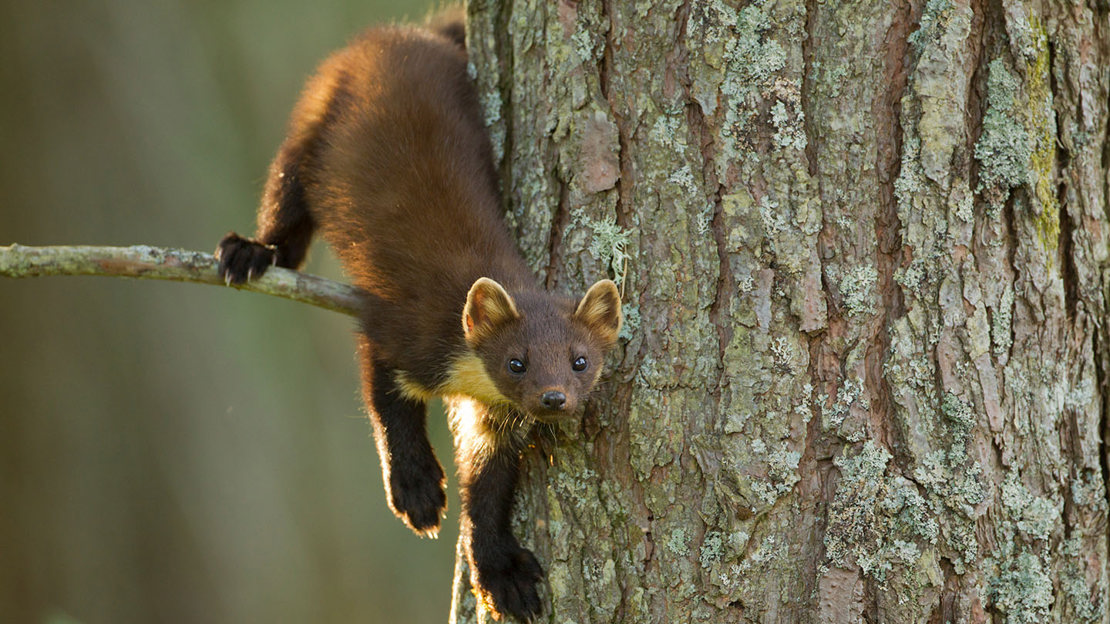 Juvenile pine marten on tree trunk