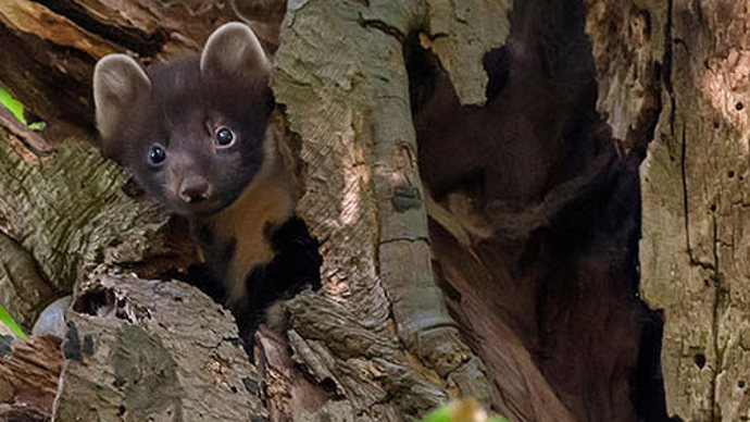 Pine marten kit peering out from tree trunk