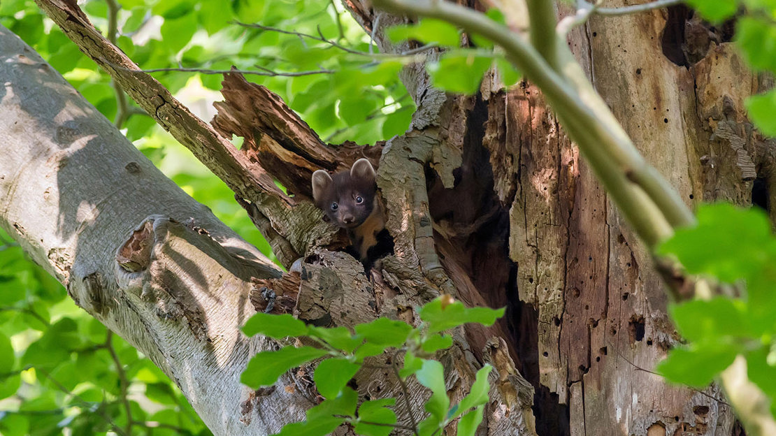 Pine marten kit peering out from tree trunk