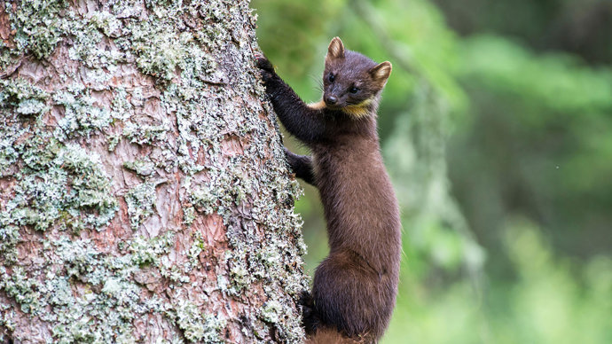 Pine marten climbing tree trunk