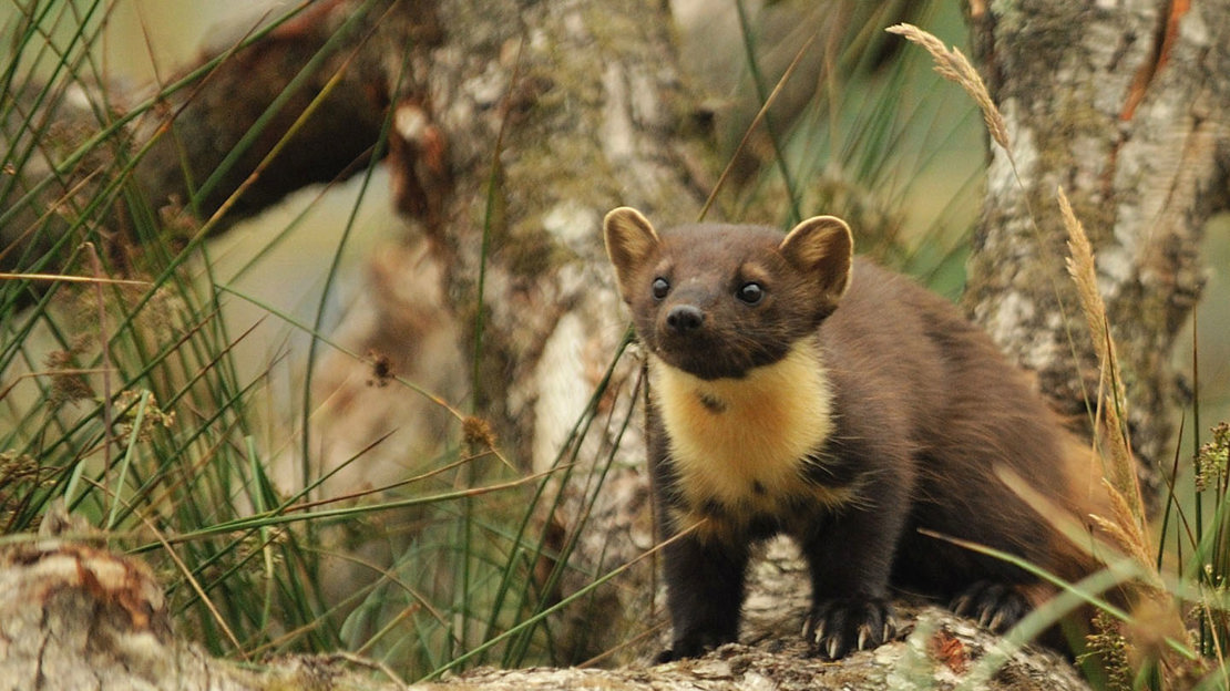 Pine marten standing at foot of a tree