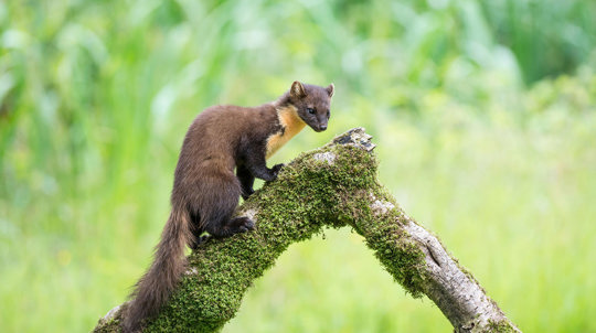 Side view of a pine marten standing on a branch