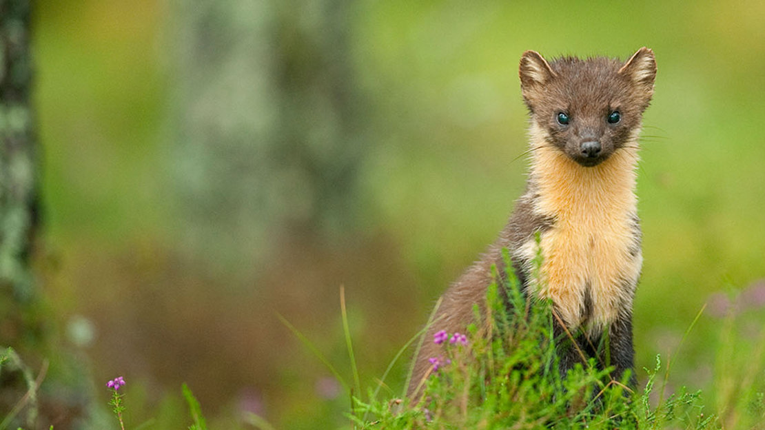 Juvenile pine marten