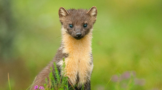 Juvenile pine marten
