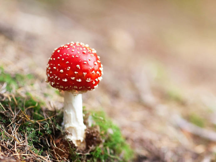 Umbraco.Cms.Infrastructure.PublishedCache.Property