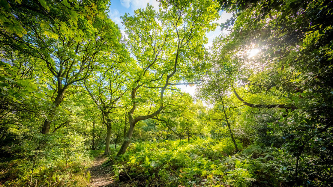 Nabs Wood in the summer