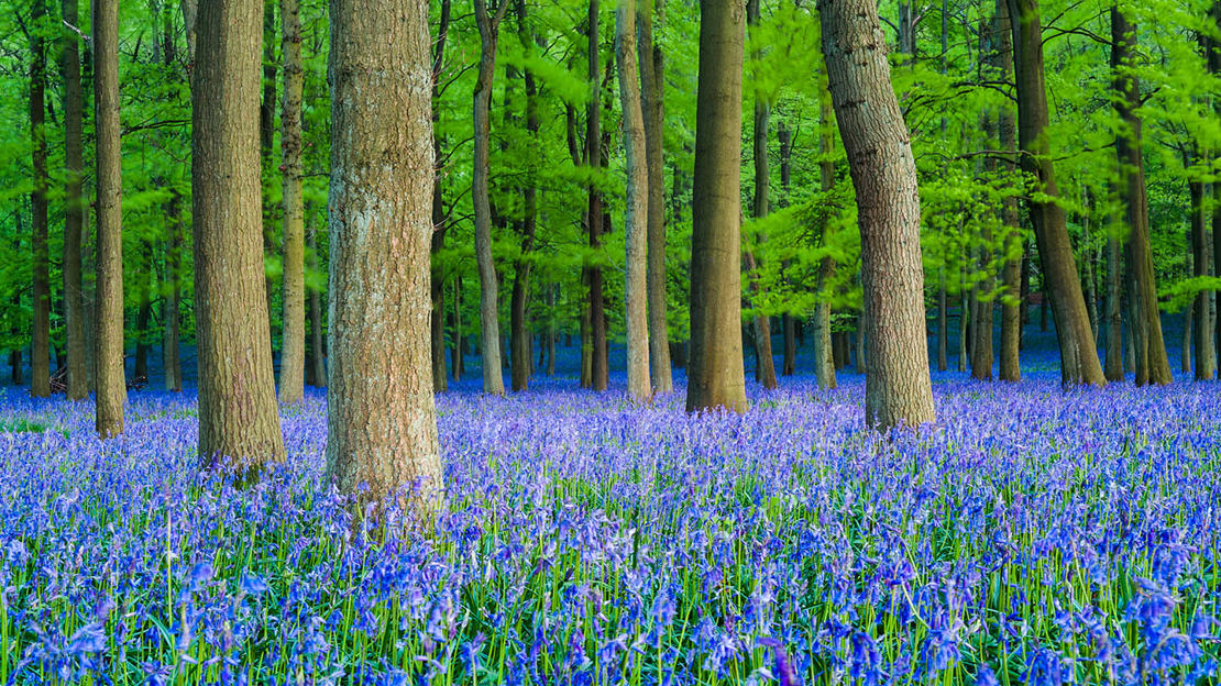 bluebells in full bloom covering the woodland floor