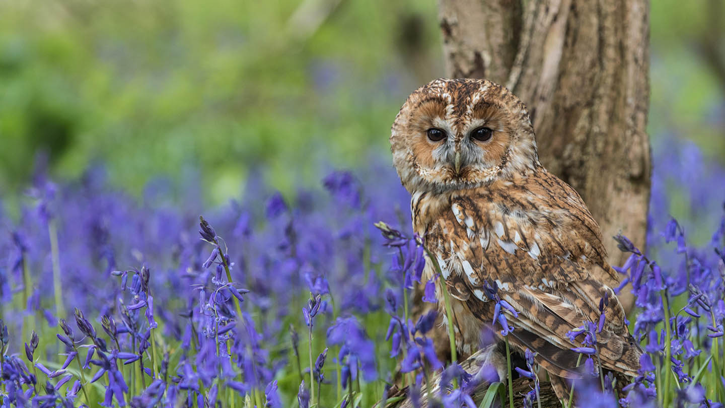 Woods Through the Seasons - Woodland Trust