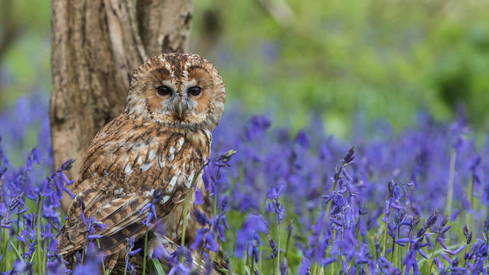 tawny owl in bluebell wood