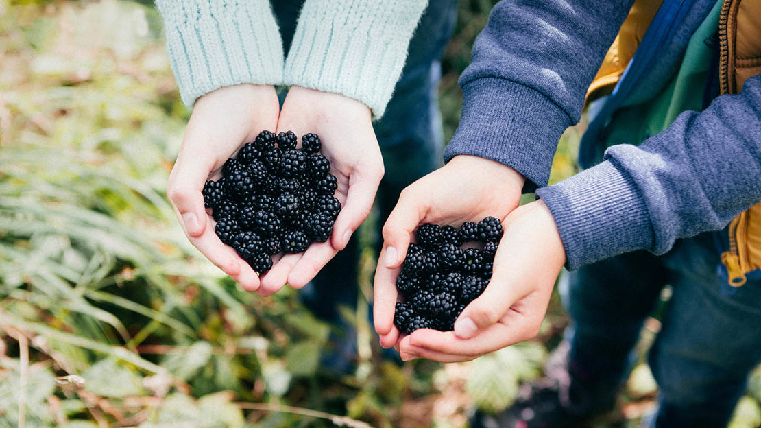 two people holding handfuls of blackberries