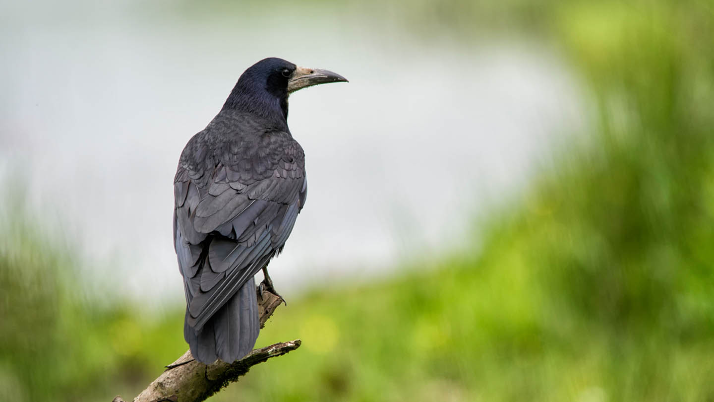Rook, rooks (Corvus frugilegus), crow, corvids, songbirds, animals