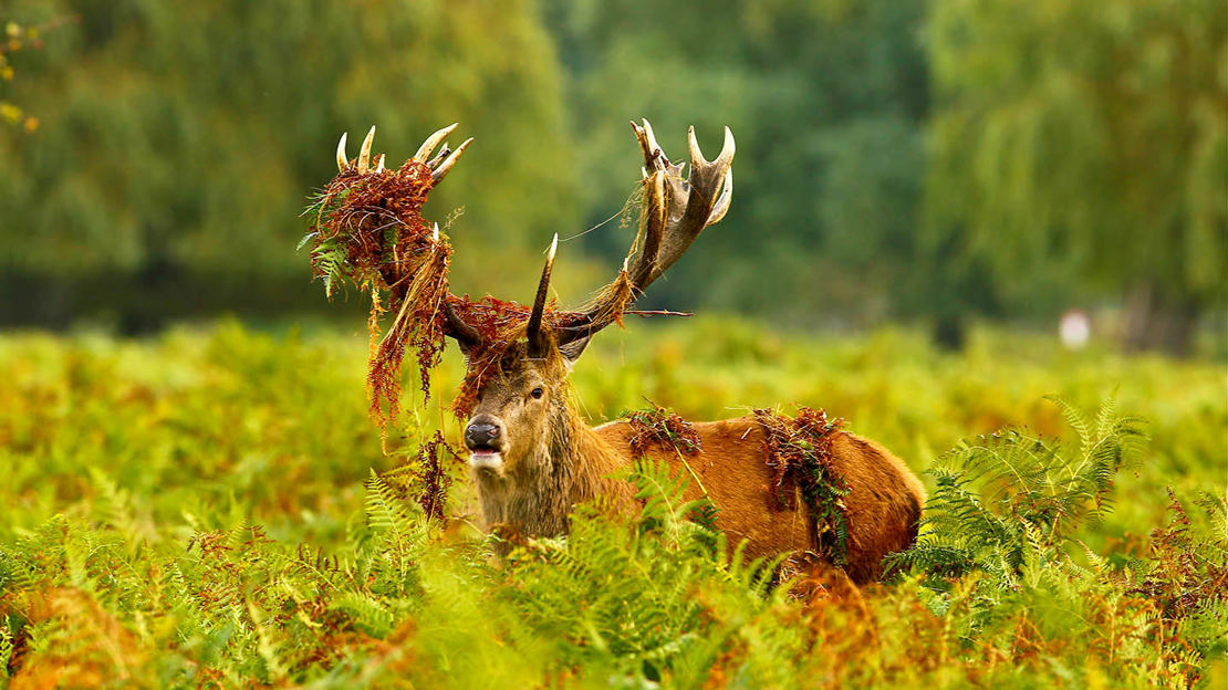 Red deer stag decorating antlers with bracken