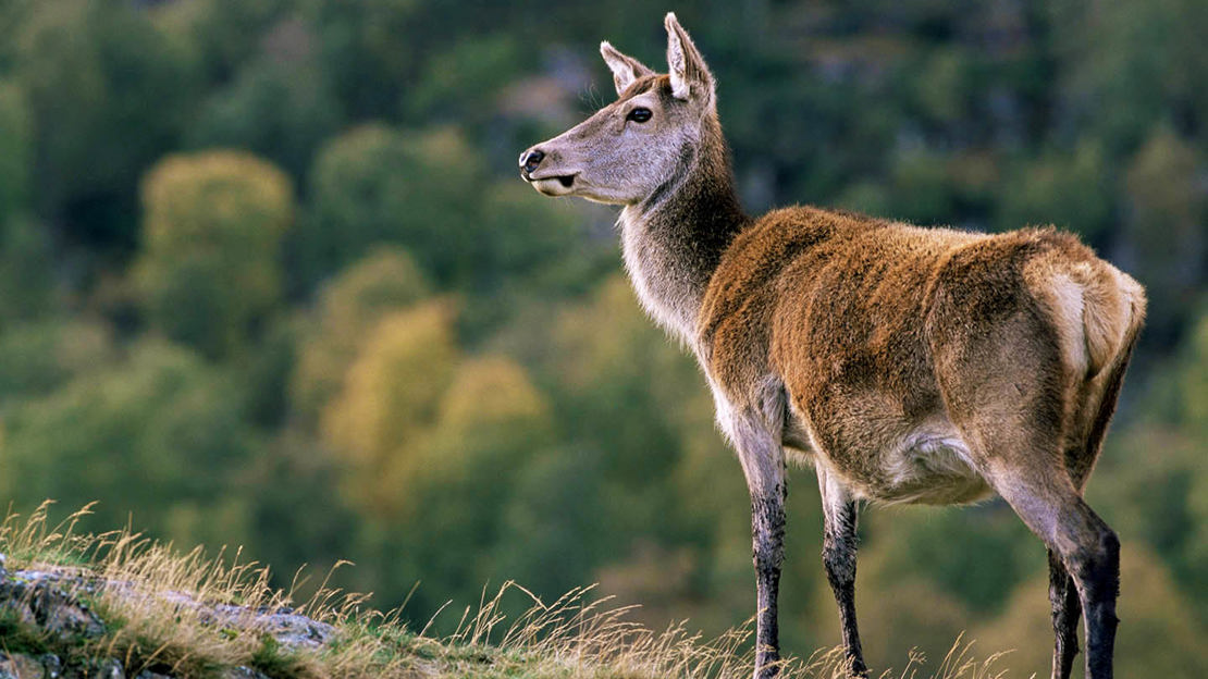 Red deer hind