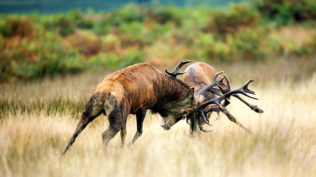 Red deer stags fighting during the rut