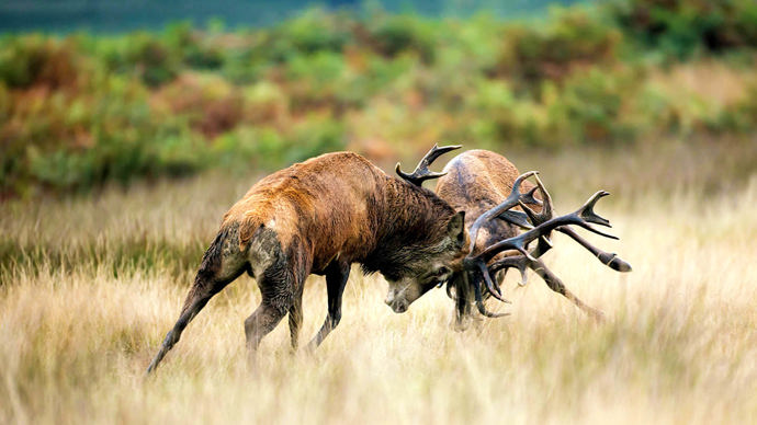 Red deer stags fighting during the rut