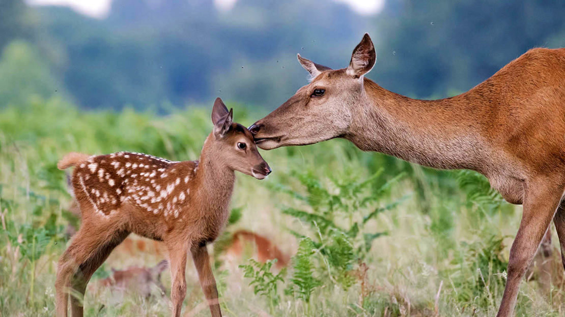 Red deer doe grooms her fawn