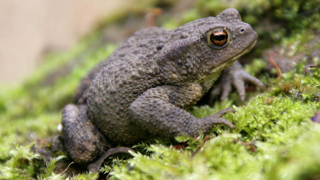 Common toad on moss