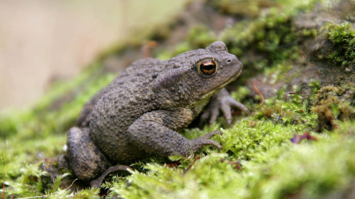 Common toad on moss