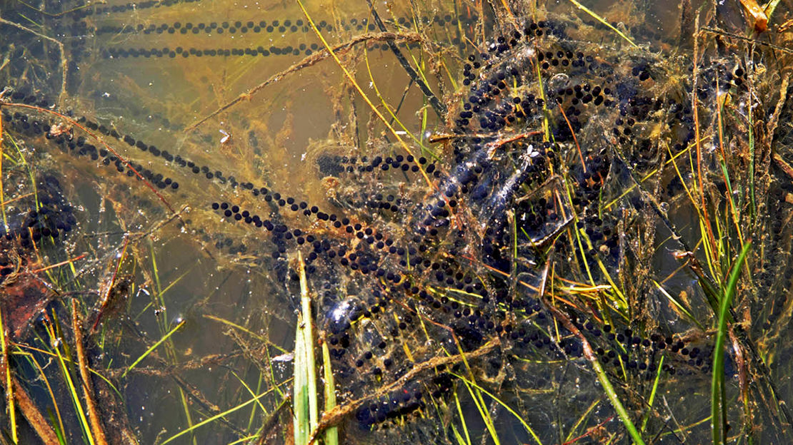 Common toad spawn in strings
