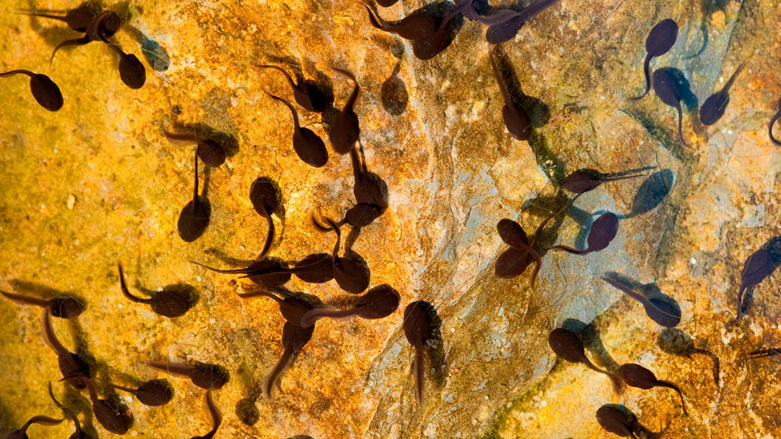 Lots of common toad tadpoles