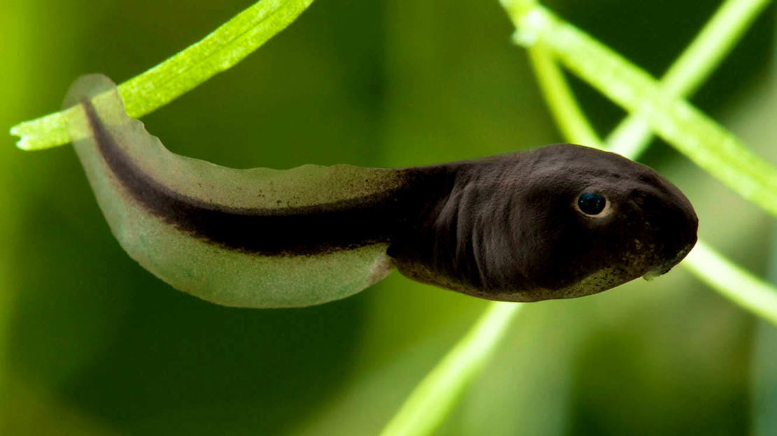 Common toad tadpole