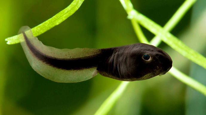 Common toad tadpole