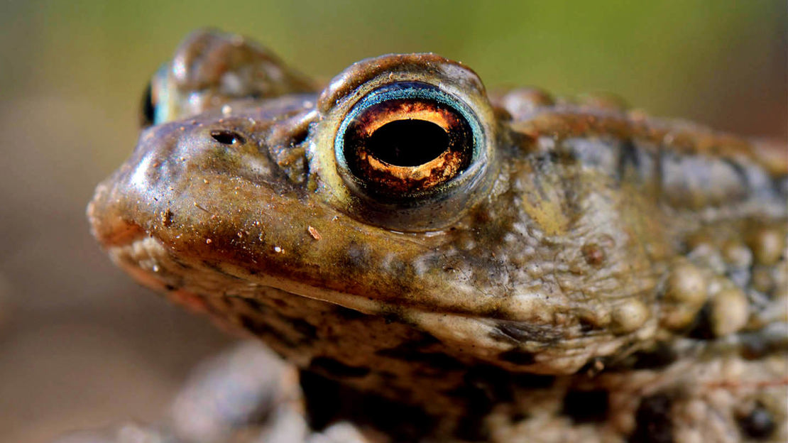 Close up of common toad head