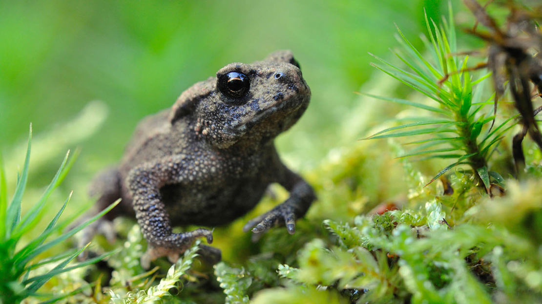 Juvenile common toad