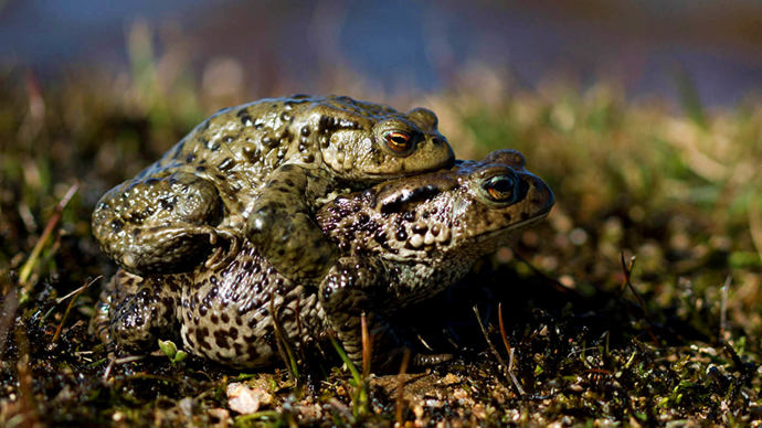 Common toads mating