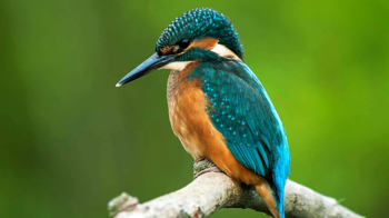 Close up of kingfisher on perch