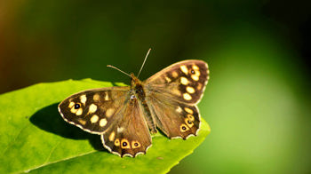 Speckled wood butterfly resting on leaf